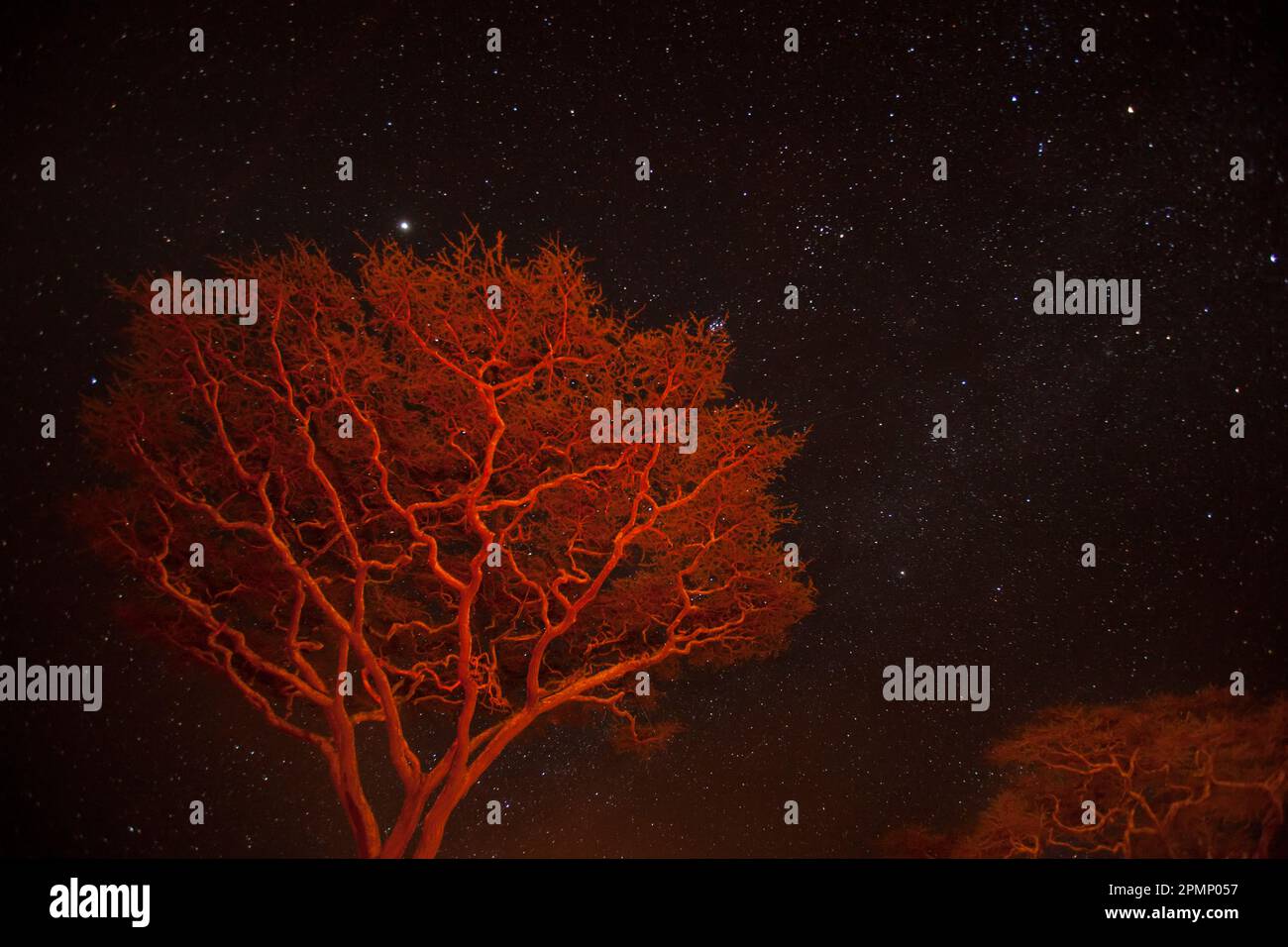 Campfire lit Acacia trees against a star studded sky in Serengeti National Park; Tanzania Stock Photo