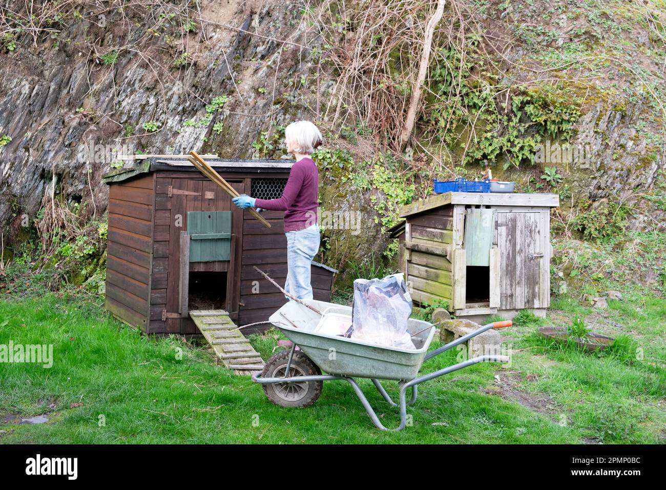 Older senior woman tidying garden yard with wheelbarrow and cleaning chicken shed hen house in country yard Carmarthenshire Wales UK KATHY DEWITT Stock Photo