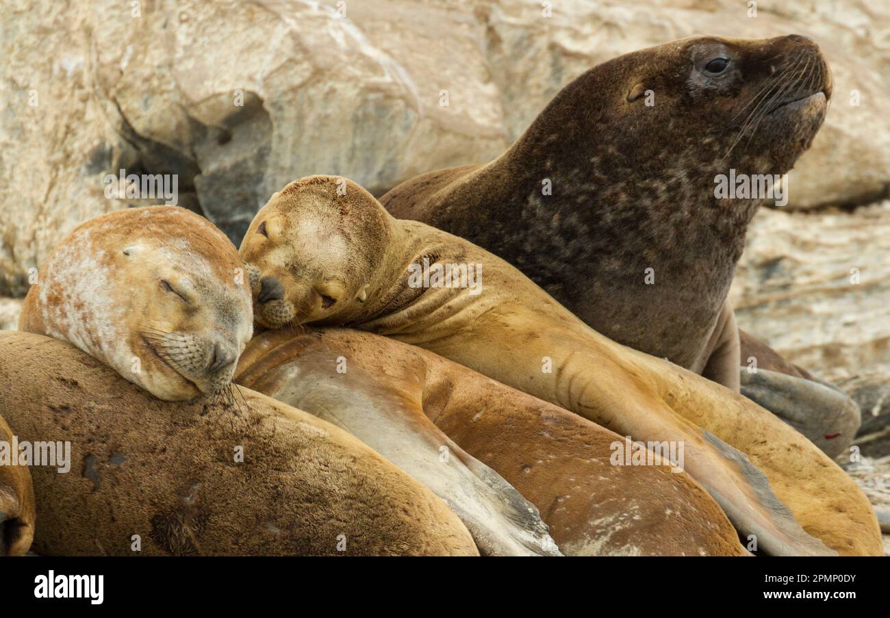 South American sea lions (Otaria flavescens) taking a siesta on 'La Isla de Los Lobos' in the Beagle Channel, Tierra Del Fuego, Argentina Stock Photo