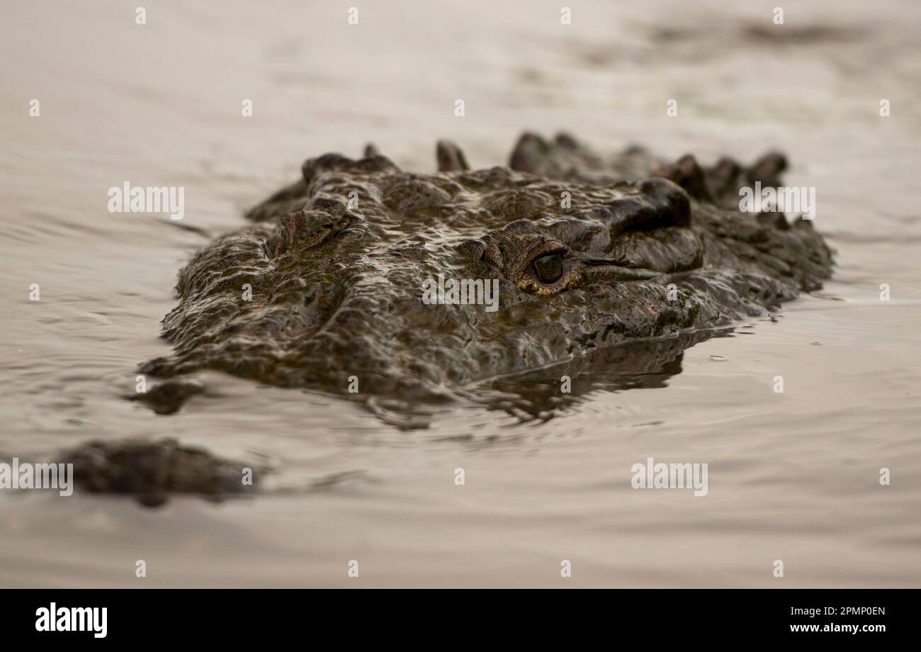 American crocodile (Crocodylus acutus) in the Rio Tarcoles surfaces to stare at the photographer; Costa Rica Stock Photo