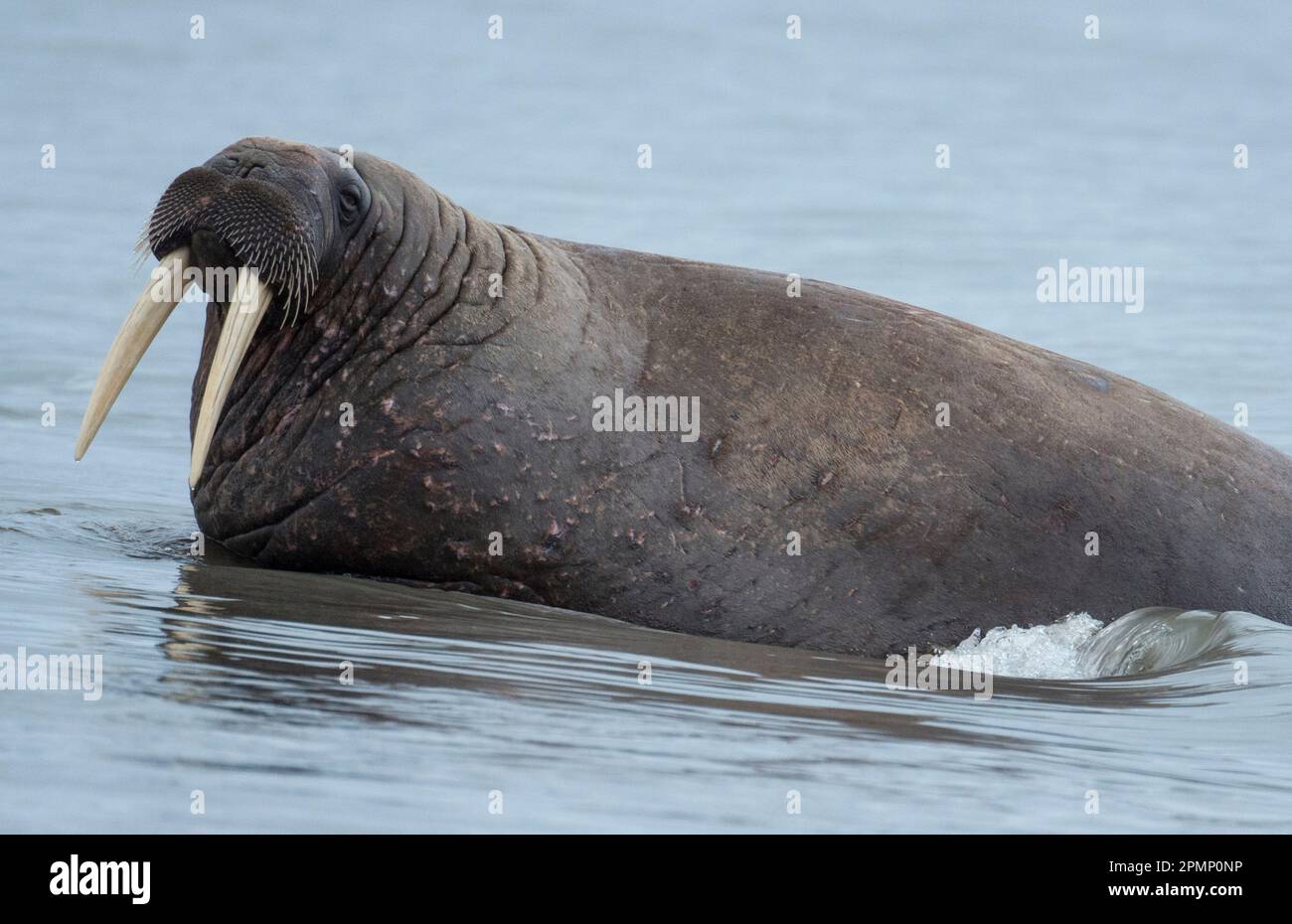 Valross Walrus (Odobenus rosmarus) with impressive tusks in the shallow water ...