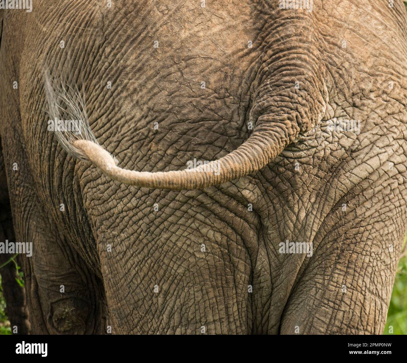 Close-up of an Elephant (Loxodonta africana) swishing its tail in Serengeti National Park, Tanzania; Tanzania Stock Photo