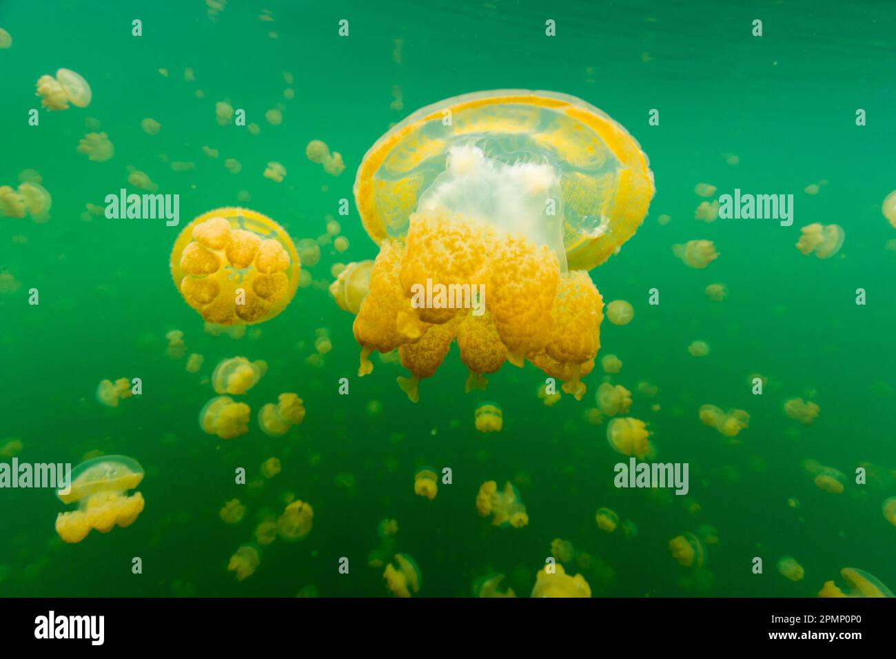 Golden jellyfish float in Jellyfish Lake, a freshwater lake on Palau