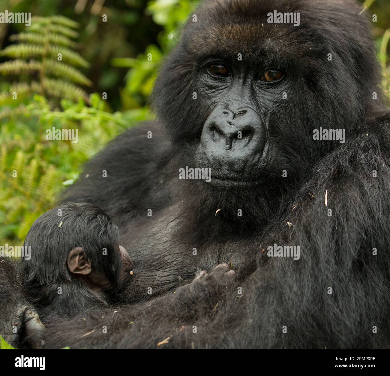 Portrait of a mother Mountain gorilla (Gorilla beringei beringei) nursing her young from the Umubano Group in Volcanoes National Park; Rwanda Stock Photo