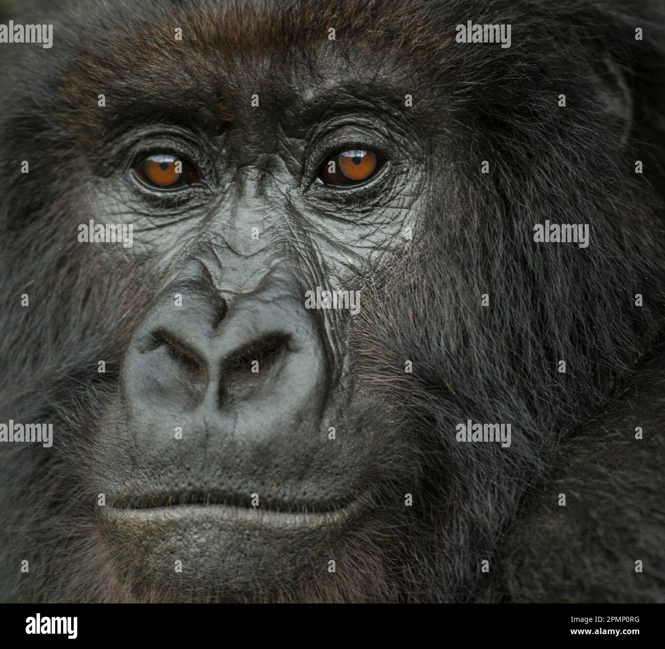 Portrait of a Mountain gorilla (Gorilla beringei beringei) from the Umubano Group in Volcanoes National Park; Rwanda Stock Photo