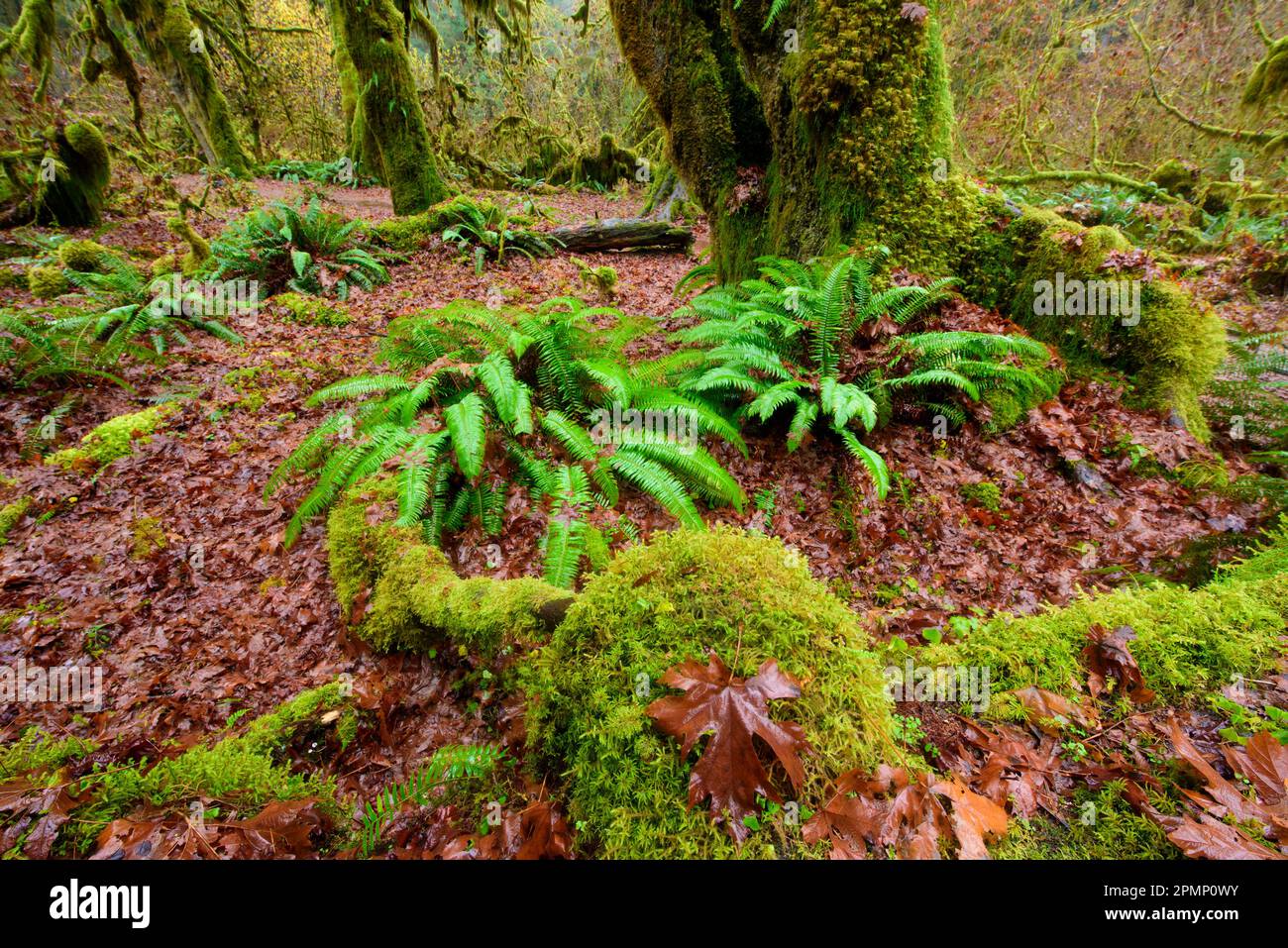 Polypodium glycyrrhiza, commonly known as licorice fern, manyfooted