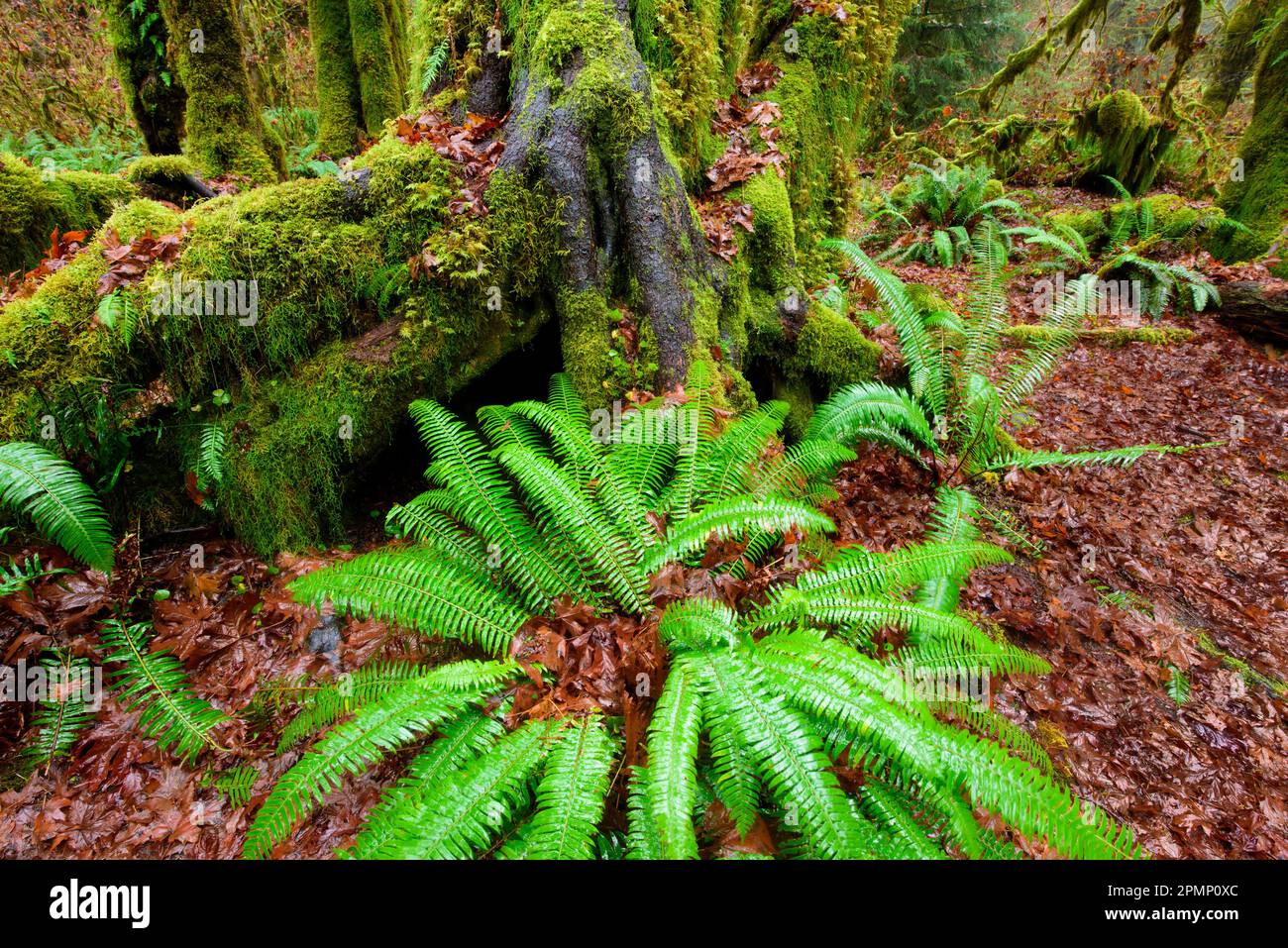 Licorice fern hires stock photography and images Alamy
