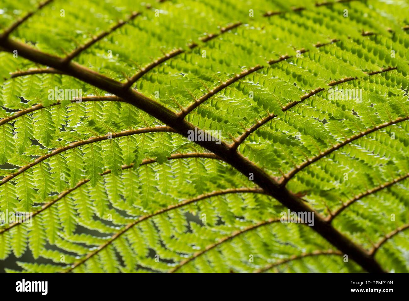 Close-up detail of the underside of a Silver tree fern (Alsophila dealbata or Cyathea dealbata), Ponga in Maouri, a species of medium-sized tree fe... Stock Photo