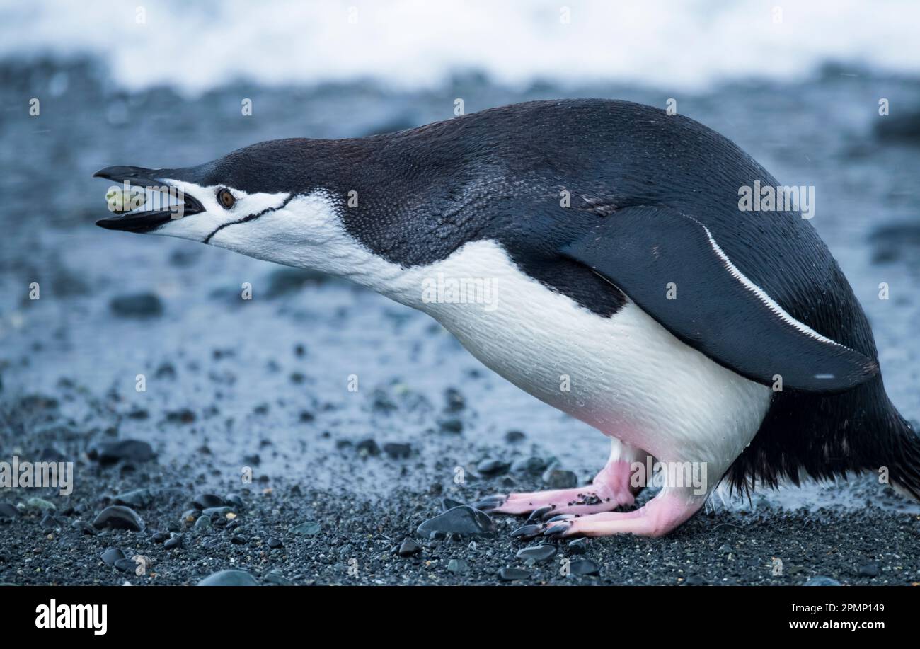 Chinstrap penguin (Pygoscelis antarcticus) tossing a pebble from its mouth; Half Moon Island, Antarctica Stock Photo