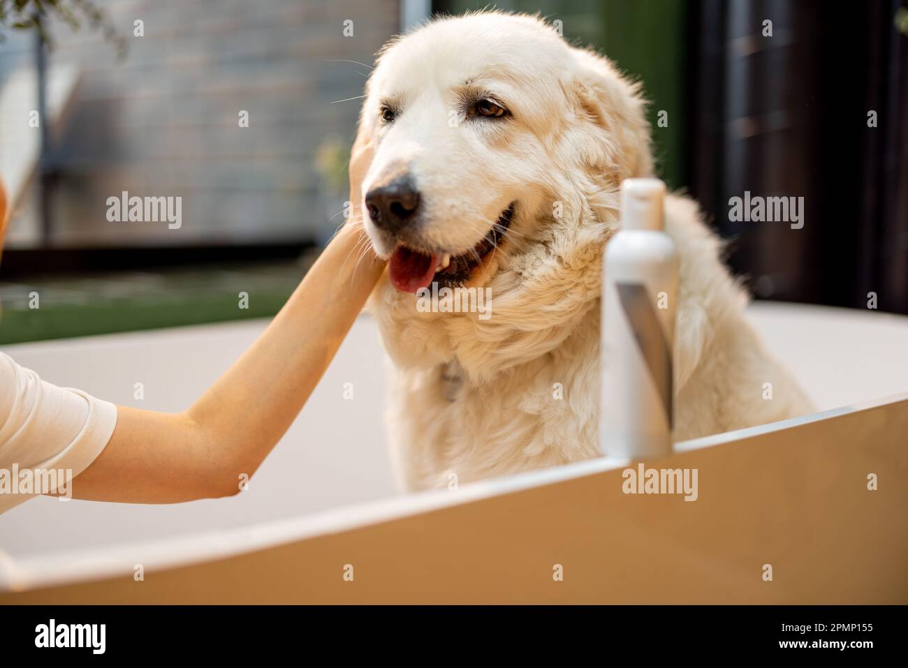 Dog in bathtub Stock Photo Alamy