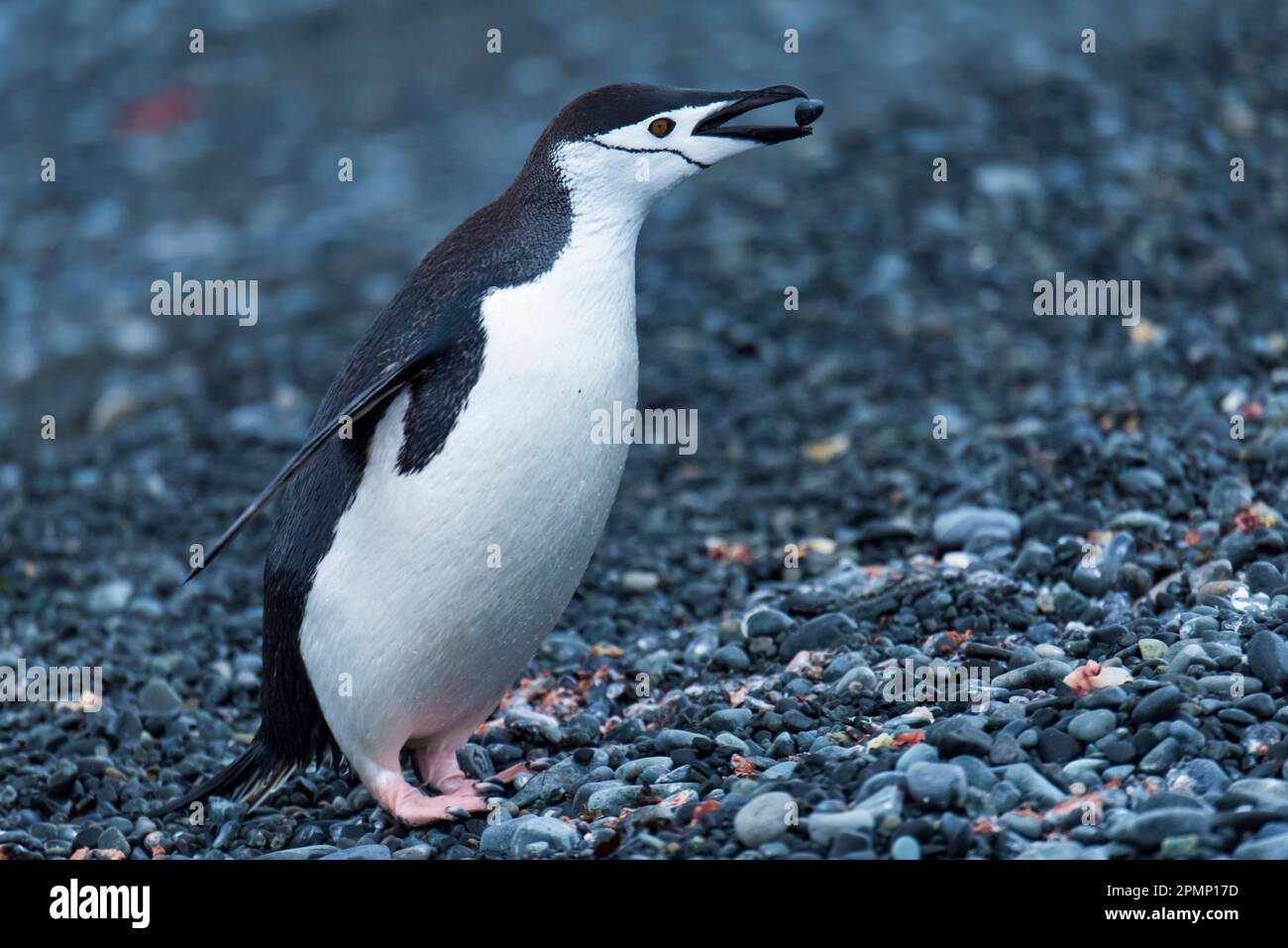 Chinstrap penguin (Pygoscelis antarcticus) tossing a pebble from its mouth; Half Moon Island, Antarctica Stock Photo