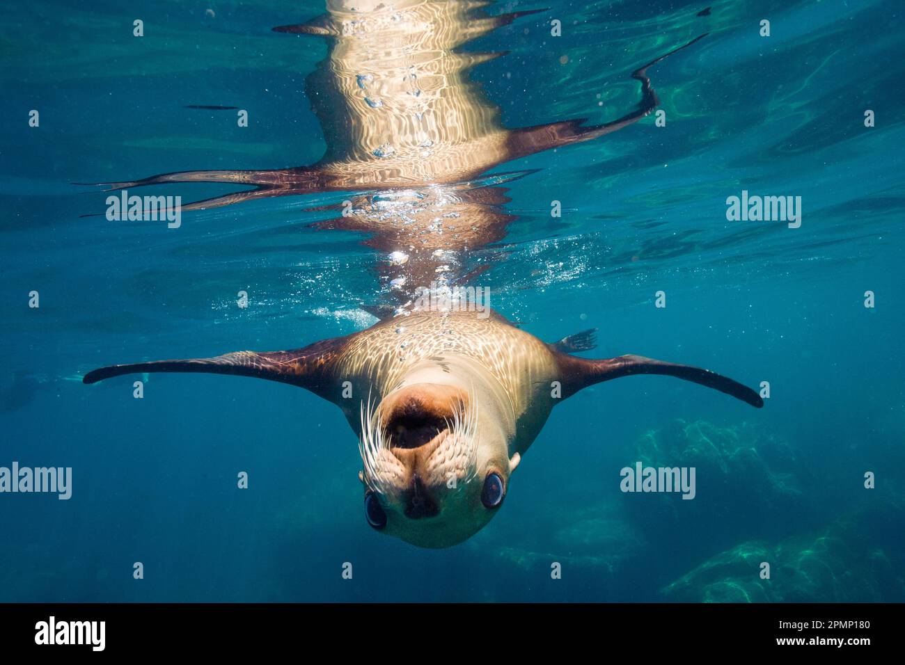 Sea lion swimming upside down in the blue ocean water, off Isla Los Islotes; Baja California, Mexico Stock Photo