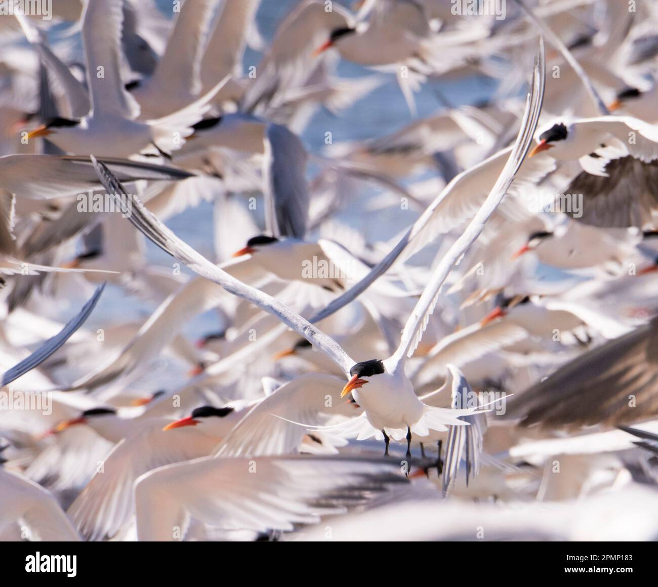 Close-up of a flock of Caspian terns, Sterna caspia, in flight; Punta Belcher, Isla Magdalena, Baja California, Mexico Stock Photo