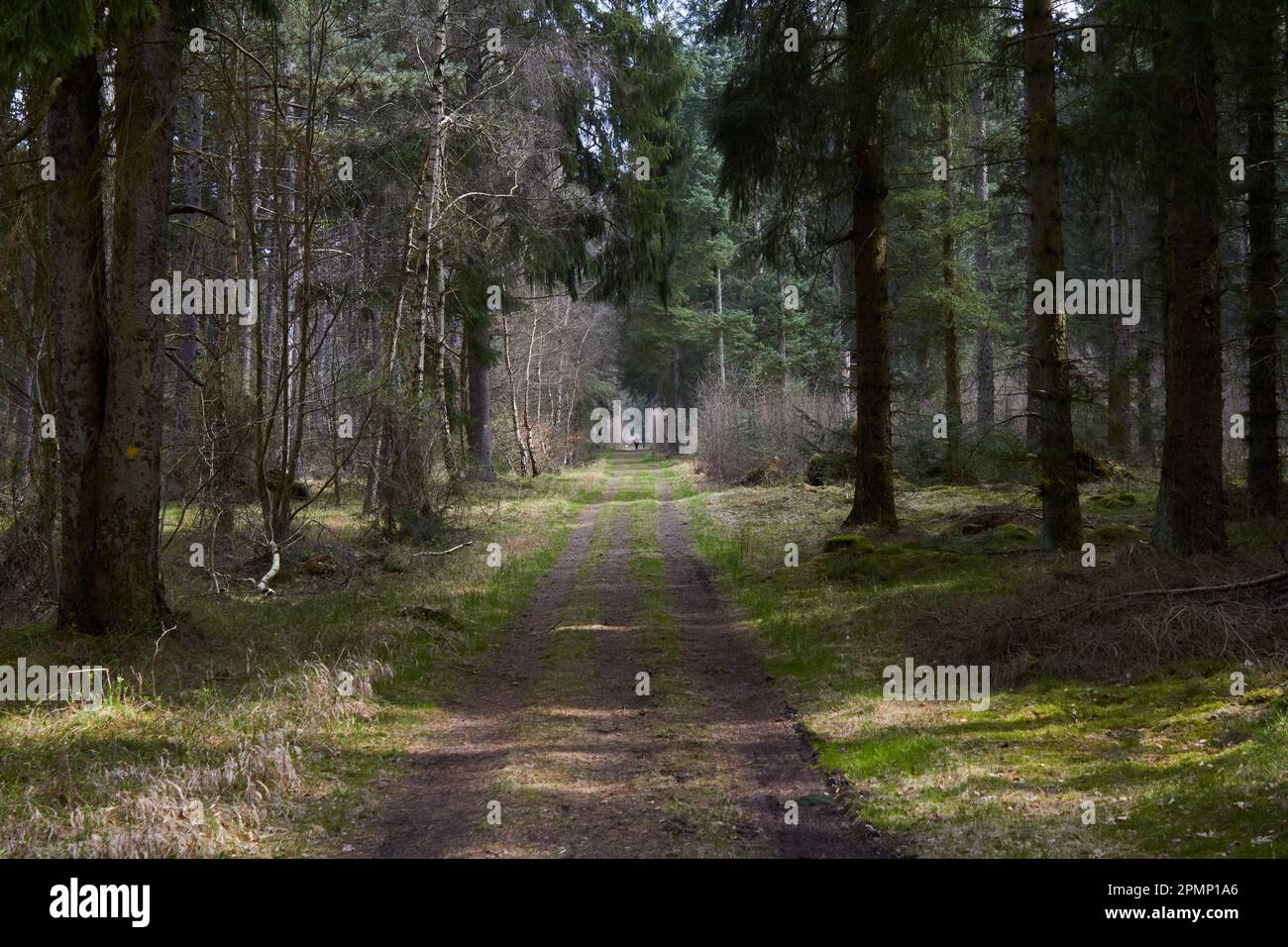 Forest in Denmark at spring Stock Photo - Alamy