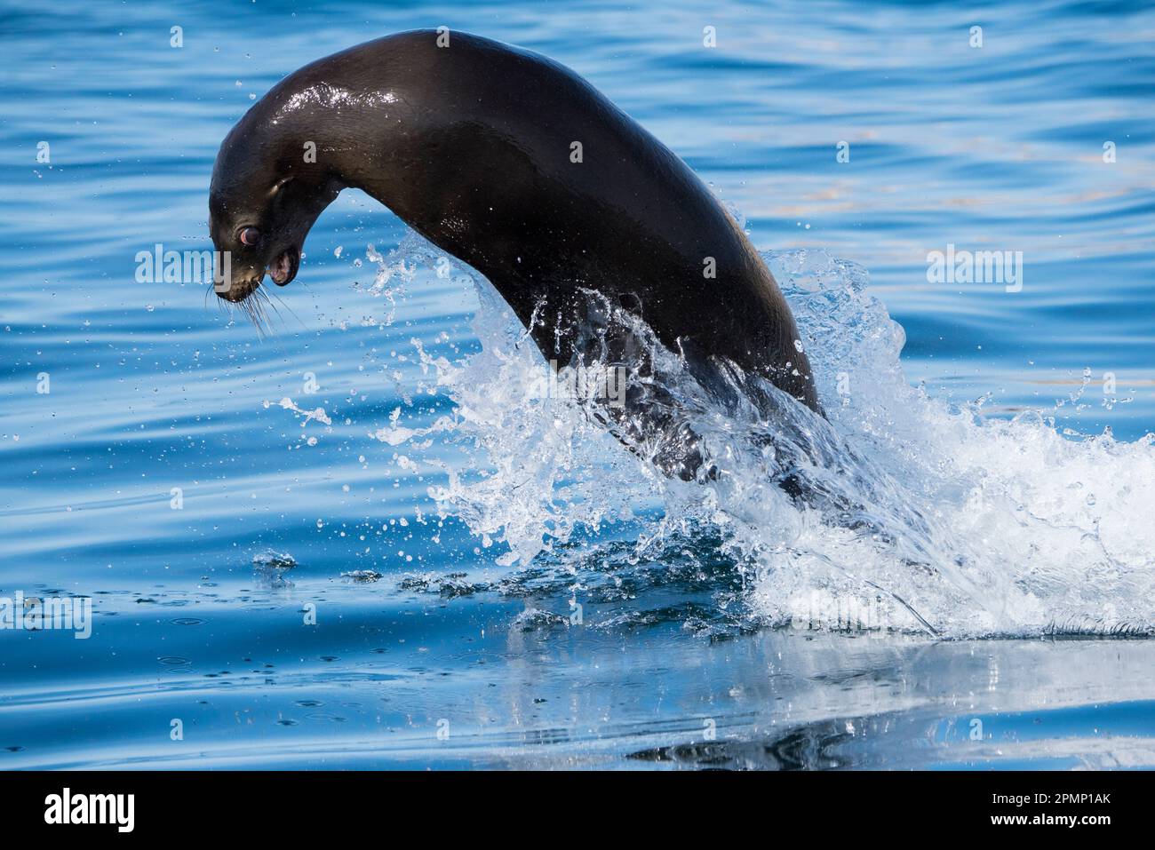 A sea lion jumping Stock Photo - Alamy