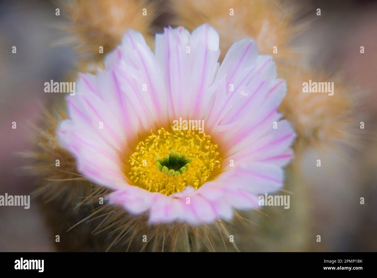 Close-up of a cactus blossom; Baja California, Mexico Stock Photo