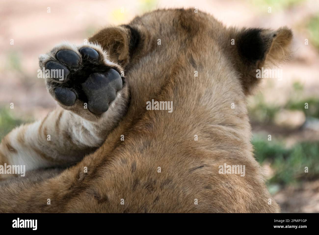 Female lion (Panthera leo) relaxes in a unique position with its paw up by its head, in the shade in Tanzania's Serengeti National Park Stock Photo