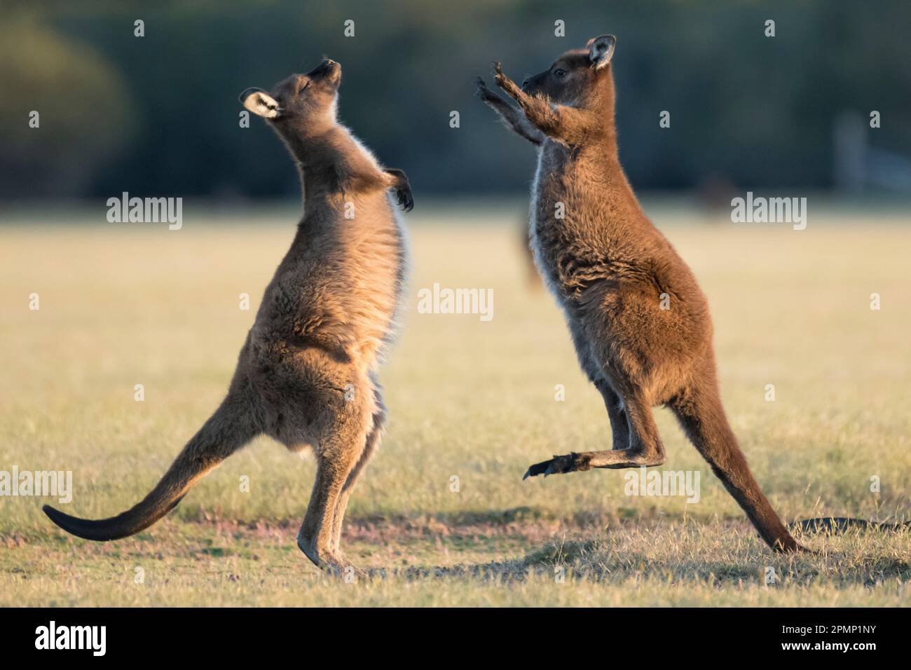 Kangaroos (Macropus rufus) on Kangaroo Island; Adelaide, South Australia, Australia Stock Photo