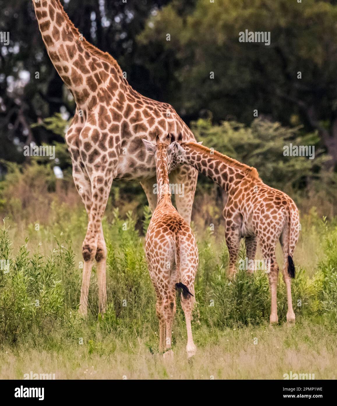 Female giraffe with twins, which is unusual, in the wetlands; Okavango Delta, Botswana Stock Photo
