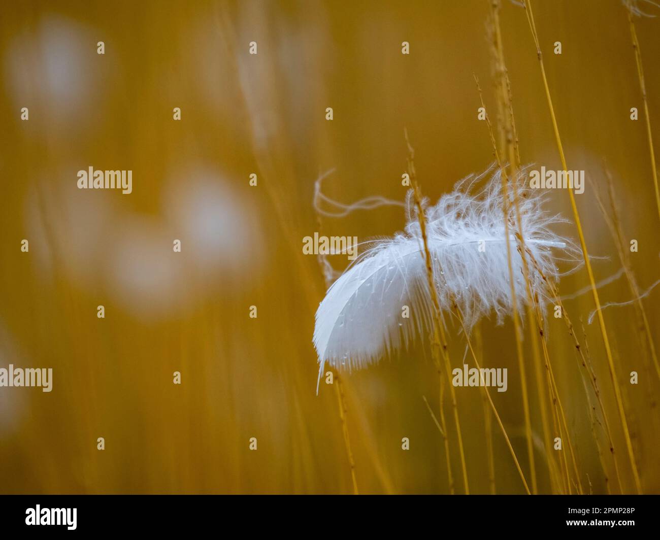 Black-necked swan feather in the fall grass, Torres del Paine National ...