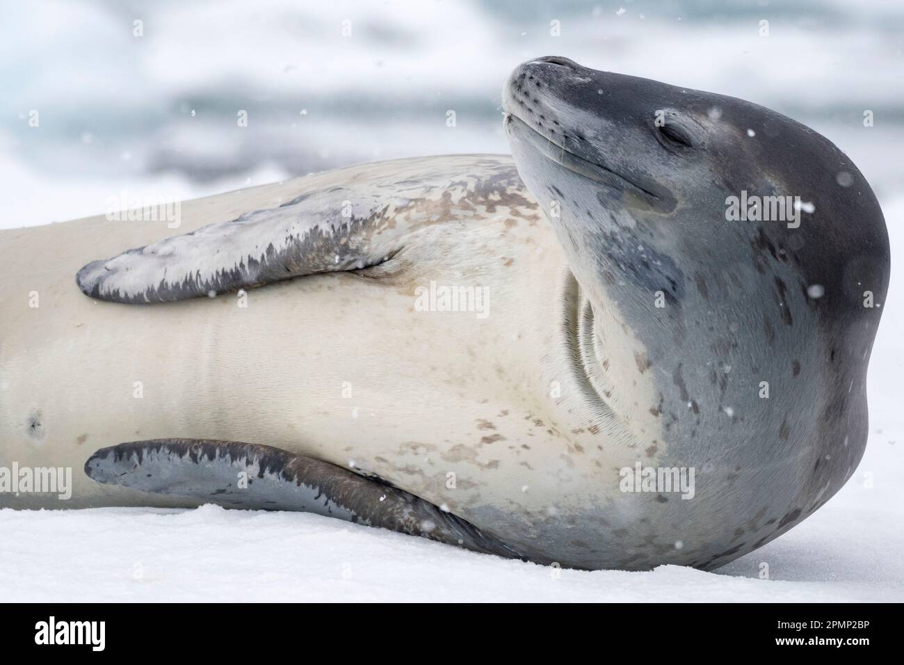 Leopard seal (Hydrurga leptonyx) lying on iceberg; Couverville Island ...