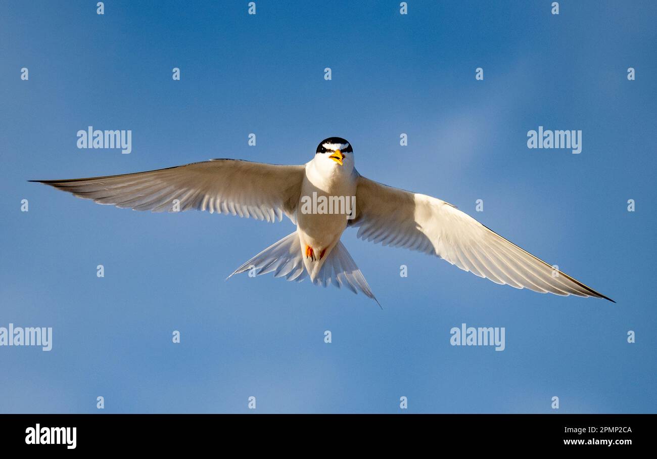 Least tern (Sternula antillarum) in flight in a blue sky; Watch Hill, East Beach, Rhode Island, United States of America Stock Photo