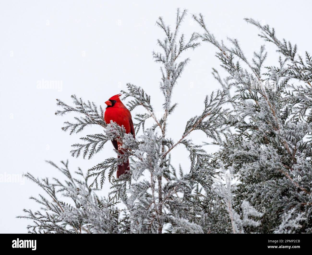 Male cardinal (Cardinalis cardinalis) with  frost on arborvitae; Minnesota, United States of America Stock Photo