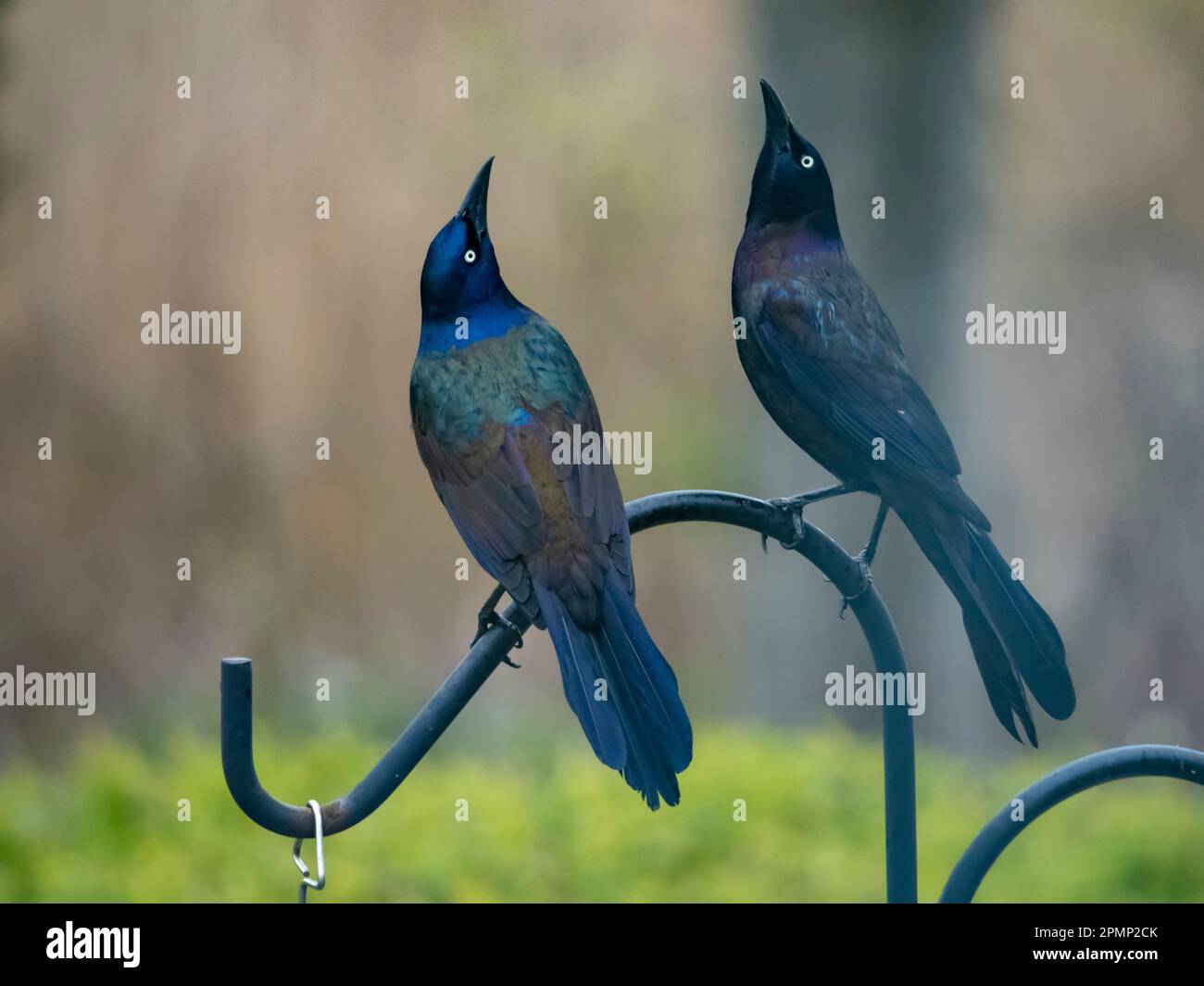 Pair of Common Grackles (Quiscalus quiscula) on bird feeder stand; Mystic, Connecticut, United States of America Stock Photo