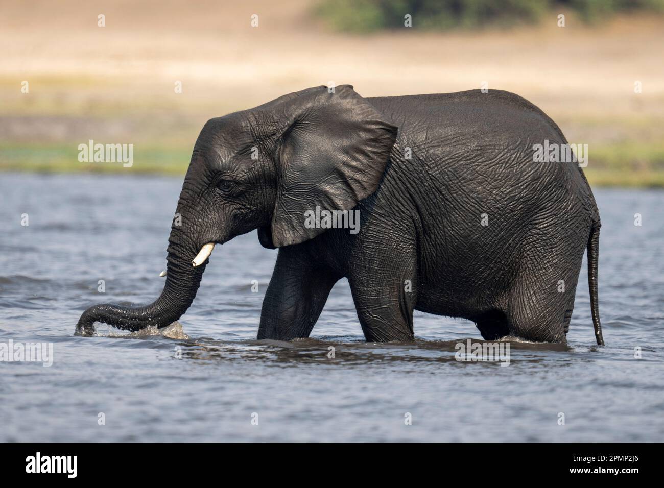 African bush elephant stands in shallow waters Stock Photo - Alamy