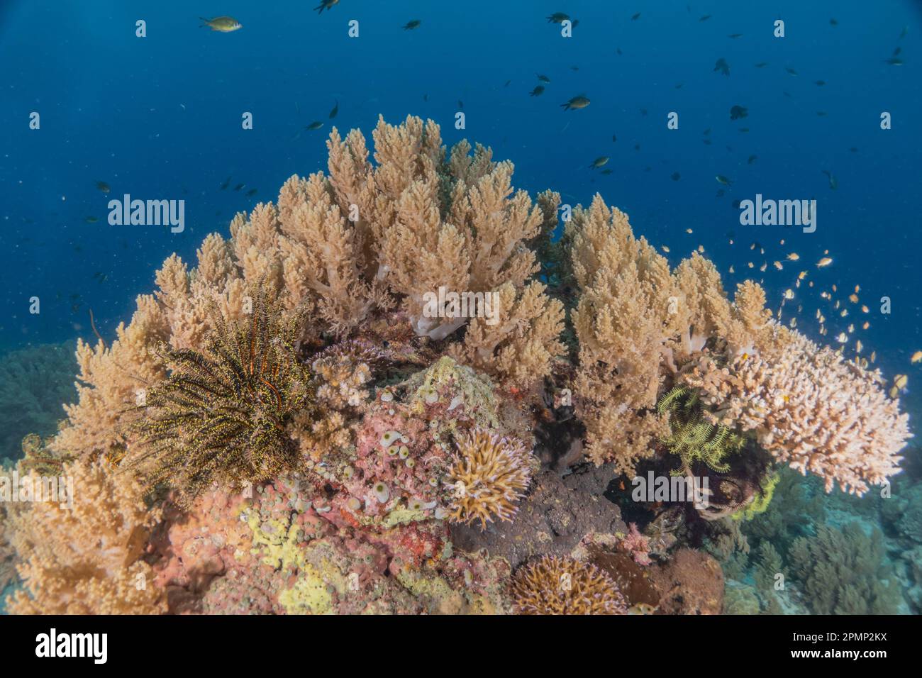 Coral reef and water plants at the Sea of the Philippines Stock Photo ...