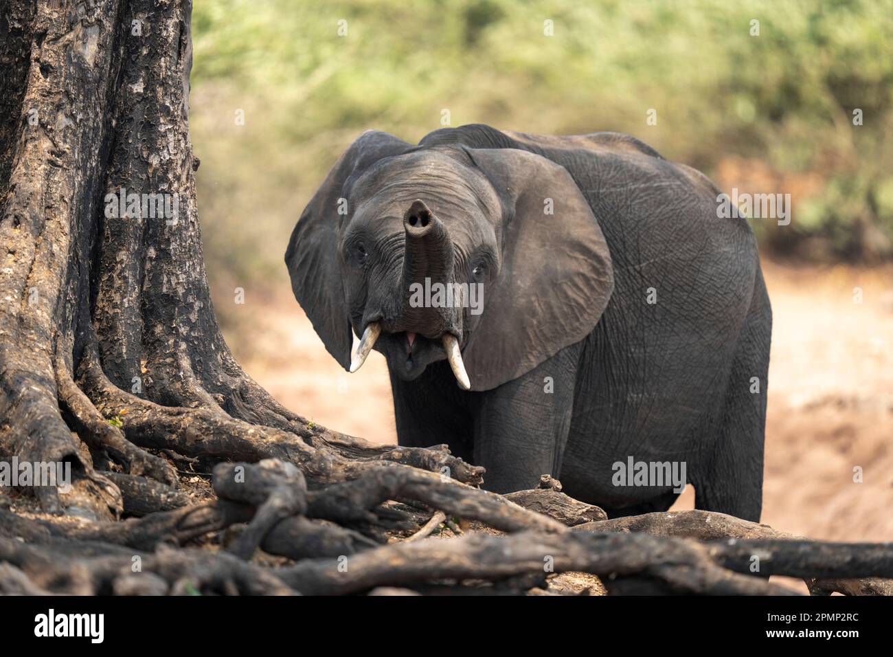 African elephant stands lifting trunk by tree Stock Photo Alamy