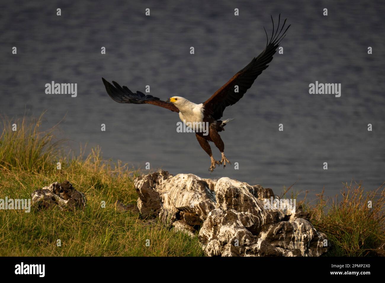 African fish eagle (Haliaeetus vocifer) takes flight from rock in Chobe ...