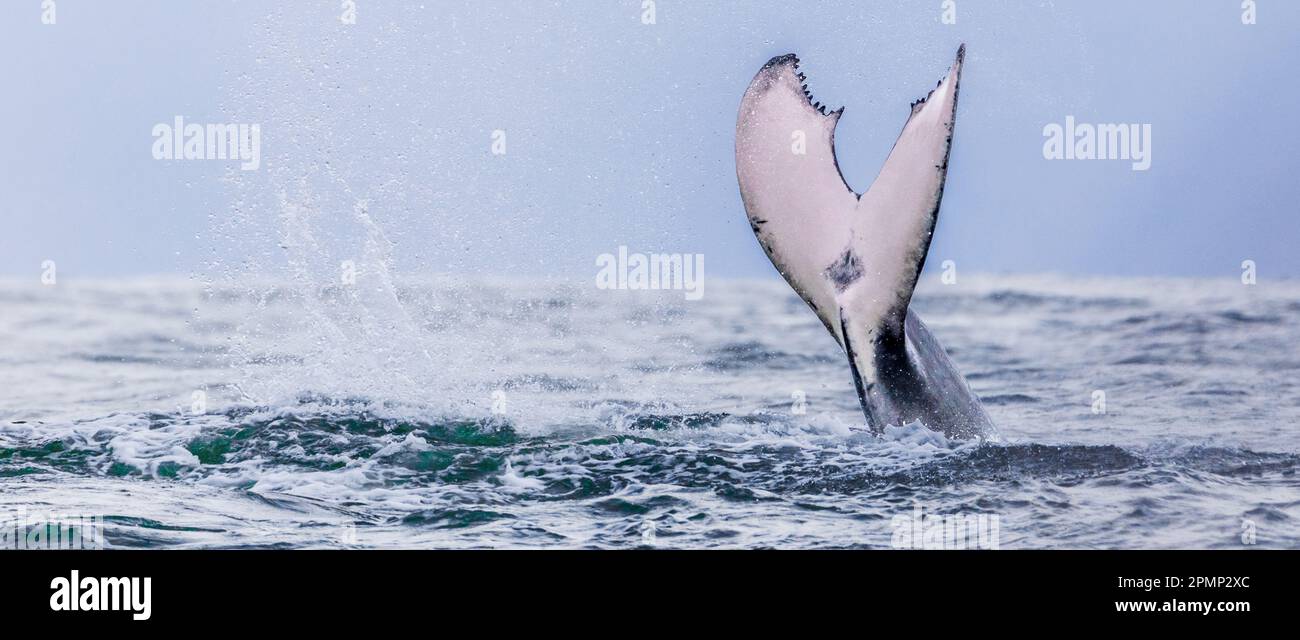 Humpback Whale - Maui - Cars Trucks Auto Laptop Vinyl Decal Window Wall Sticker 01072