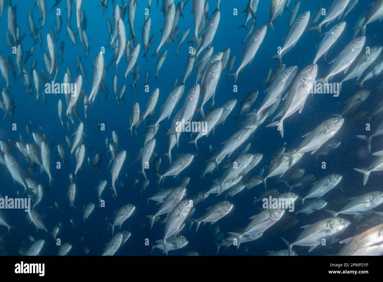 Fish swim at the Sea of the Philippines Stock Photo