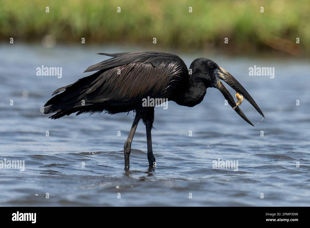African openbill (Anastomus lamelligerus) eats mussel in shallow river in Chobe National Park; Chobe, Botswana Stock Photo