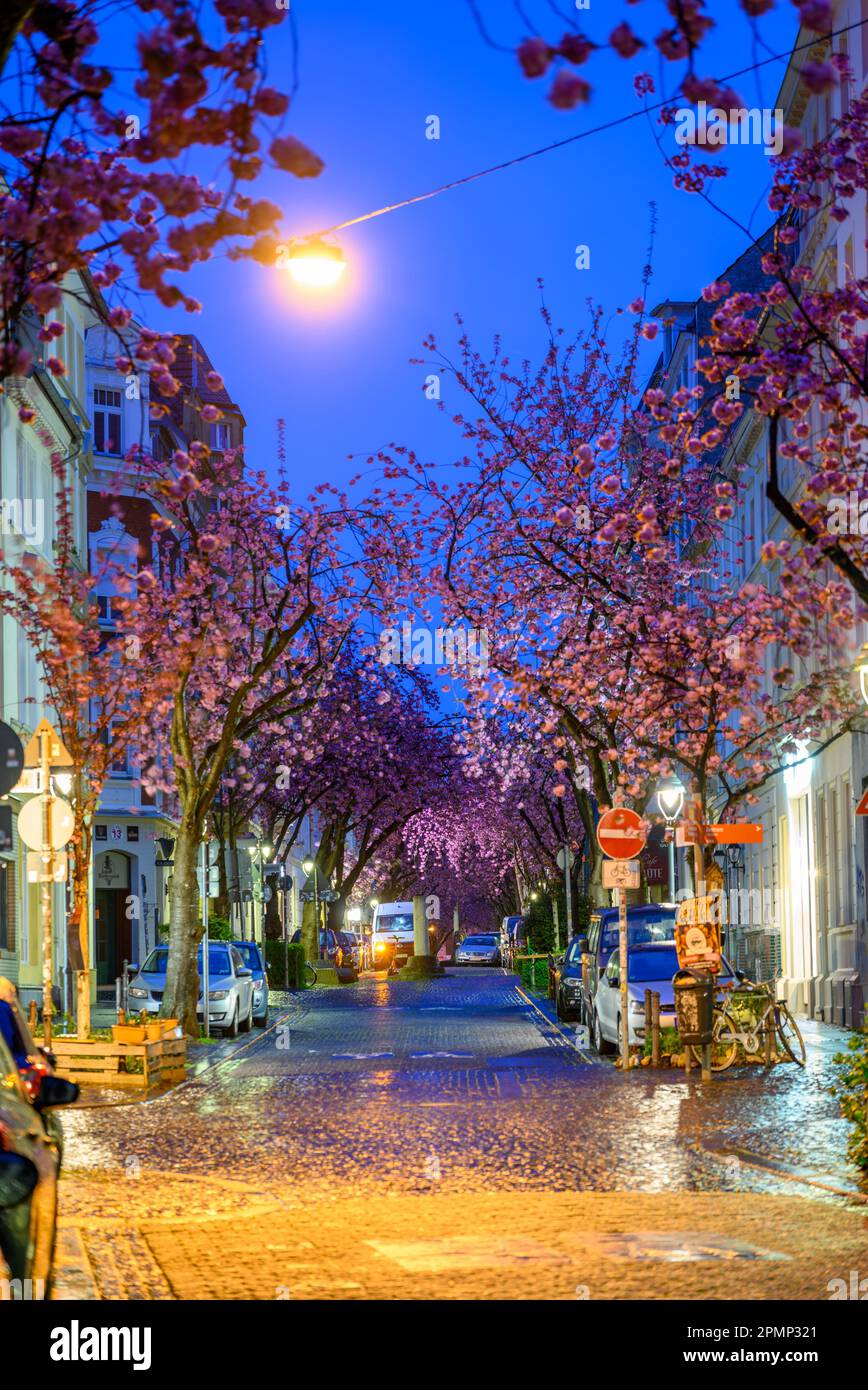 BONN, GERMANY - APR 12, 2023: Heerstrasse lined with cherry trees in full bloom Stock Photo
