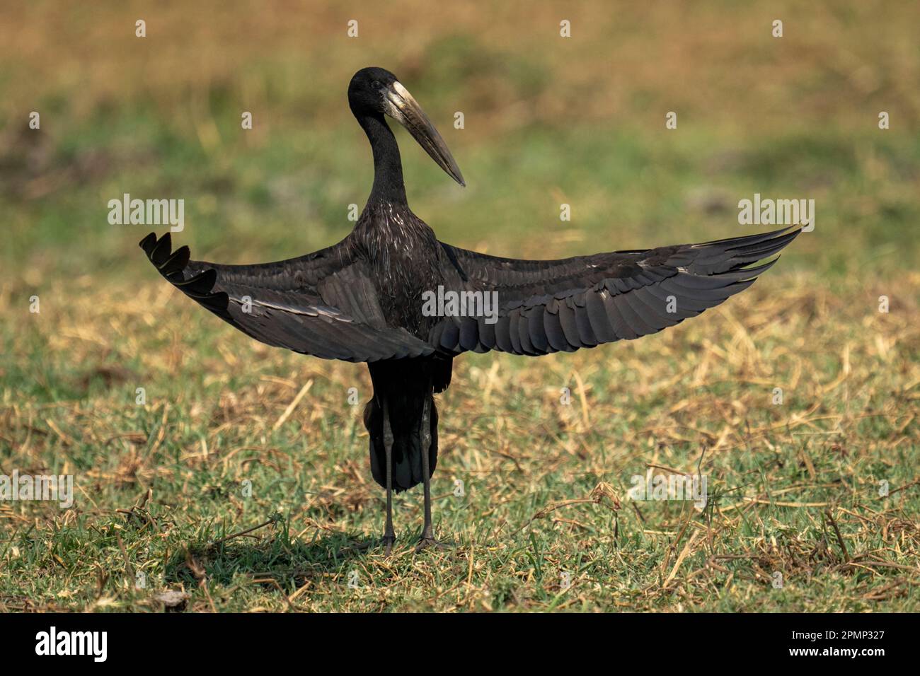 African openbill (Anastomus lamelligerus) stands on grass opening wings in Chobe National Park; Chobe, Botswana Stock Photo