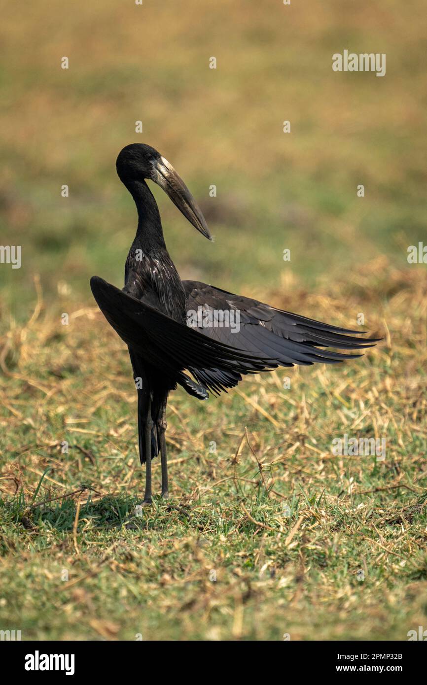African openbill (Anastomus lamelligerus) stands on grass spreading wings in Chobe National Park; Chobe, Botswana Stock Photo