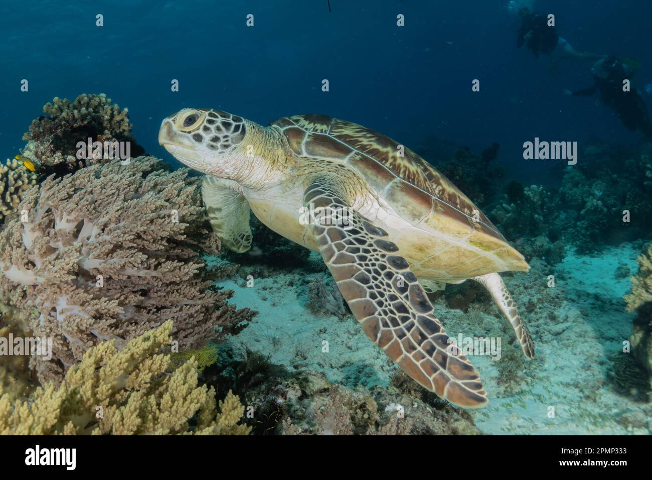 Hawksbill sea turtle at the Sea of the Philippines Stock Photo - Alamy