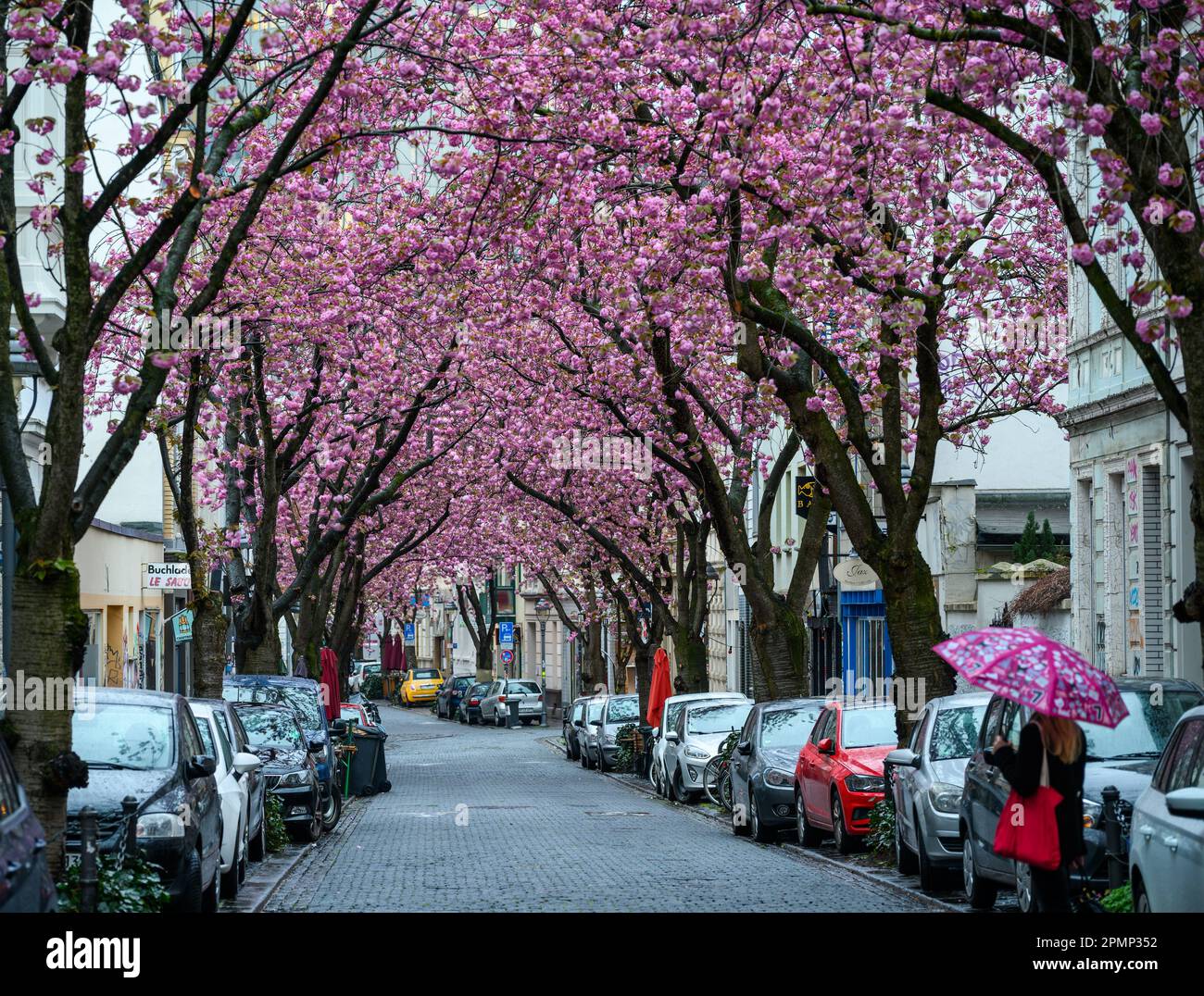 BONN, GERMANY - APR 12, 2023: Cherry trees in bloom on Breite Strasse Stock Photo