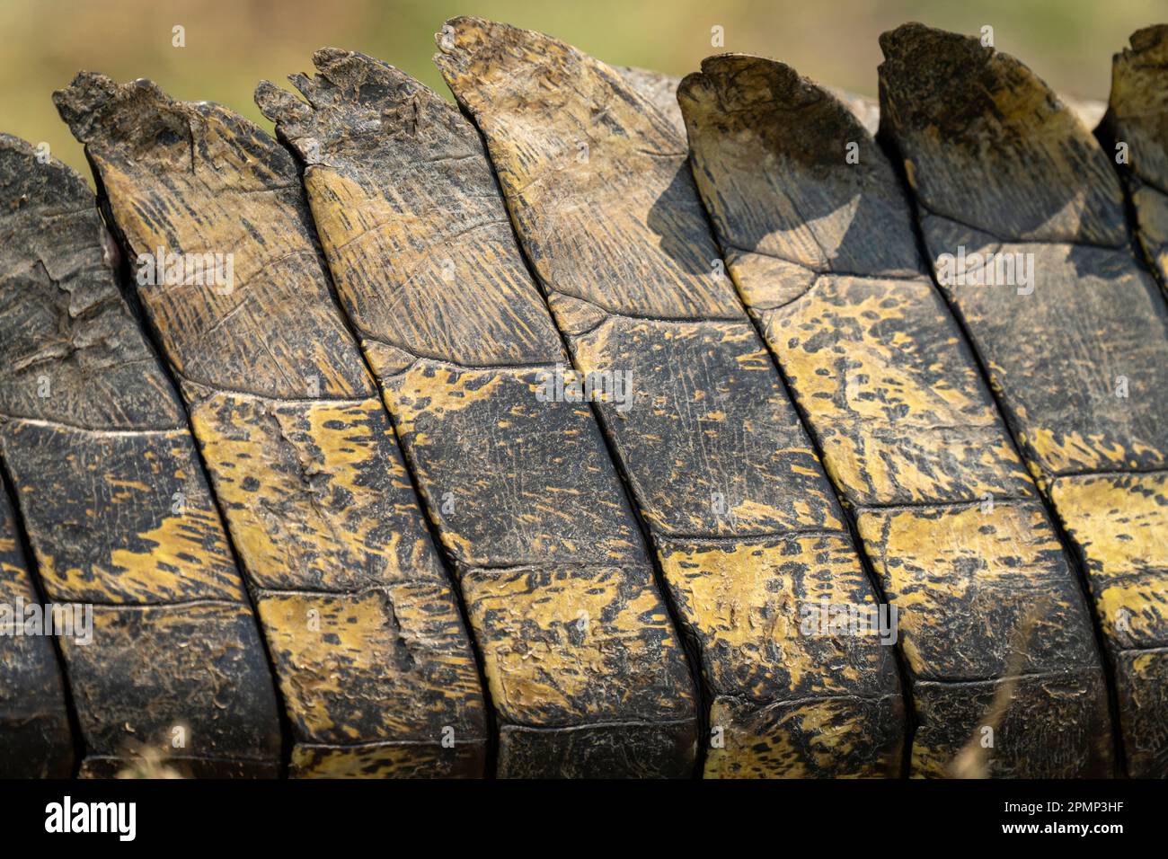 Close-up of Nile crocodile (Crocodylus niloticus) scales on tail, Chobe National Park; Chobe, Botswana Stock Photo