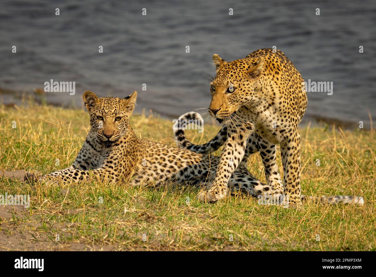 Female Leopard (Panthera pardus) climbs over cub lying down on riverbank in Chobe National Park; Chobe, Botswana Stock Photo