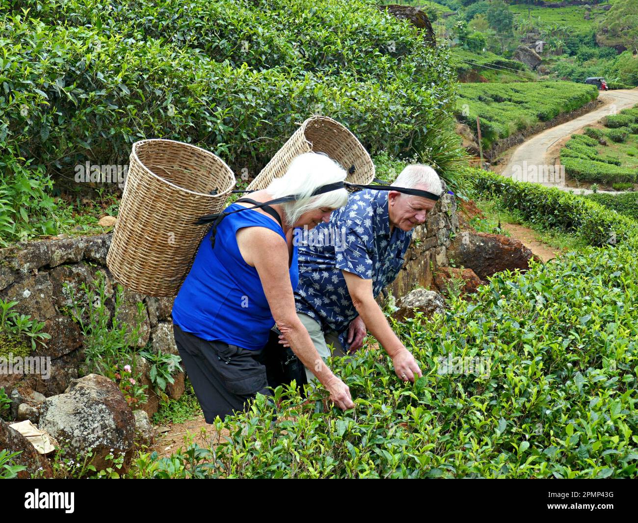 tea picking Stock Photo