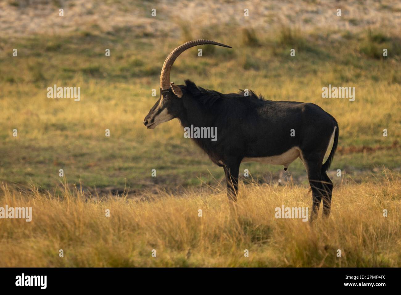 Male Sable antelope (Hippotragus niger) stands staring in profile in Chobe National Park; Chobe, Botswana Stock Photo