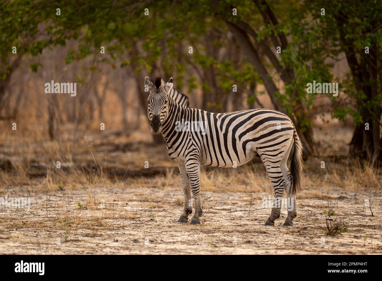 Plains zebra (Equus quagga) stands in clearing turning head in Chobe ...