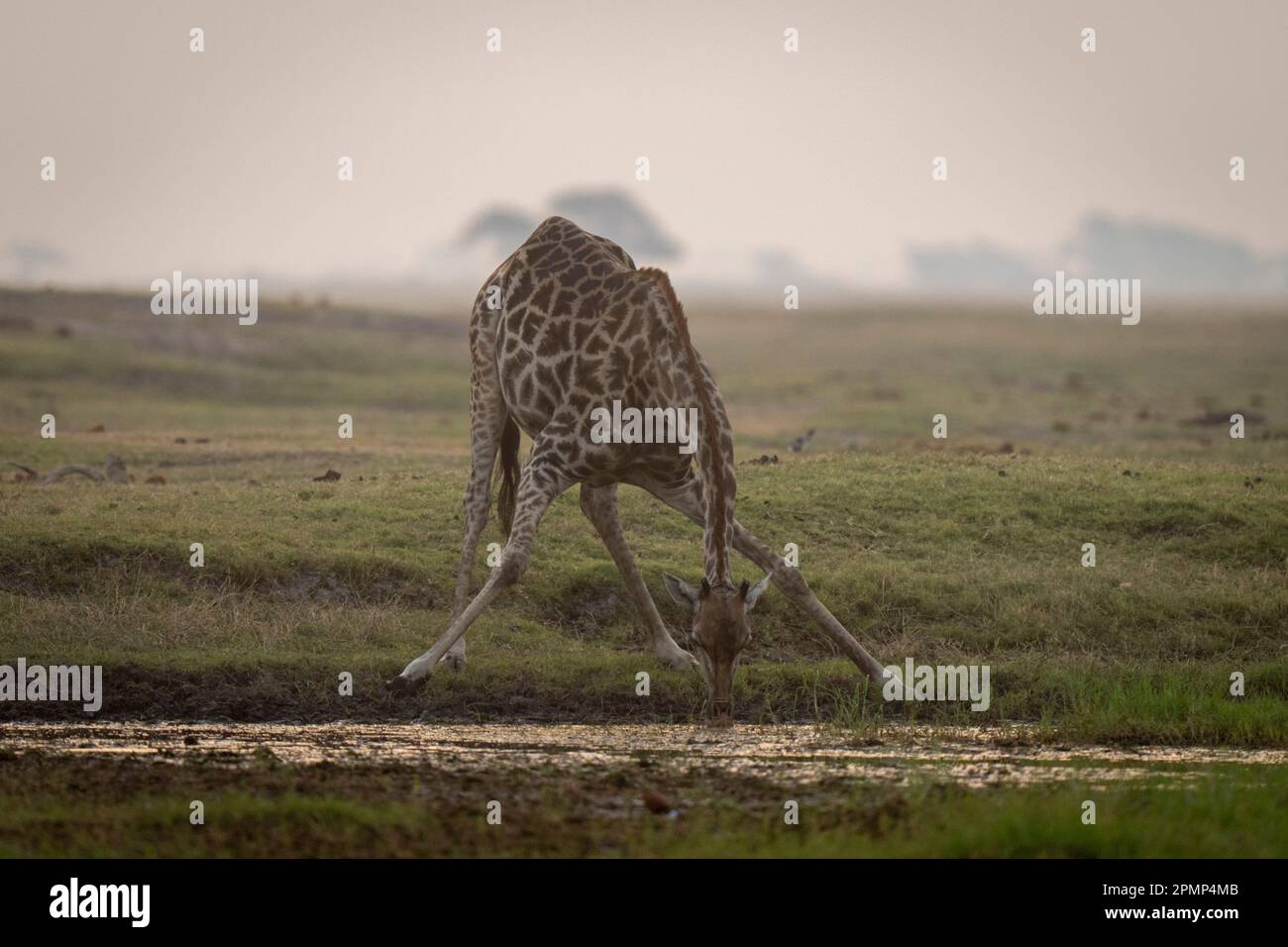 Southern Giraffe (Giraffa giraffa angolensis) stands splaying legs to drink in Chobe National Park; Chobe, Botswana Stock Photo