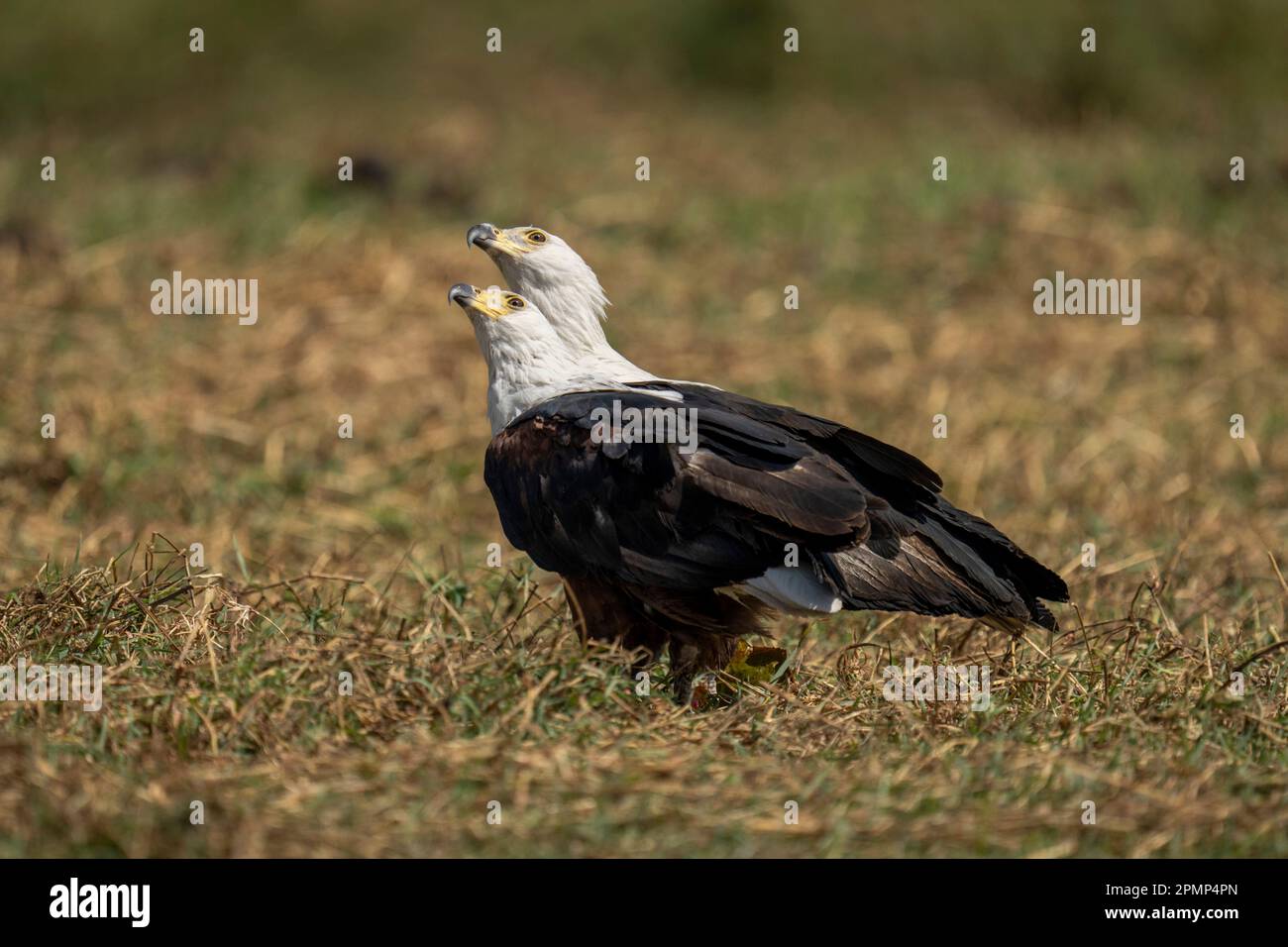 Two African fish eagles (Haliaeetus vocifer) mirror each other in Chobe National Park; Chobe, Botswana Stock Photo