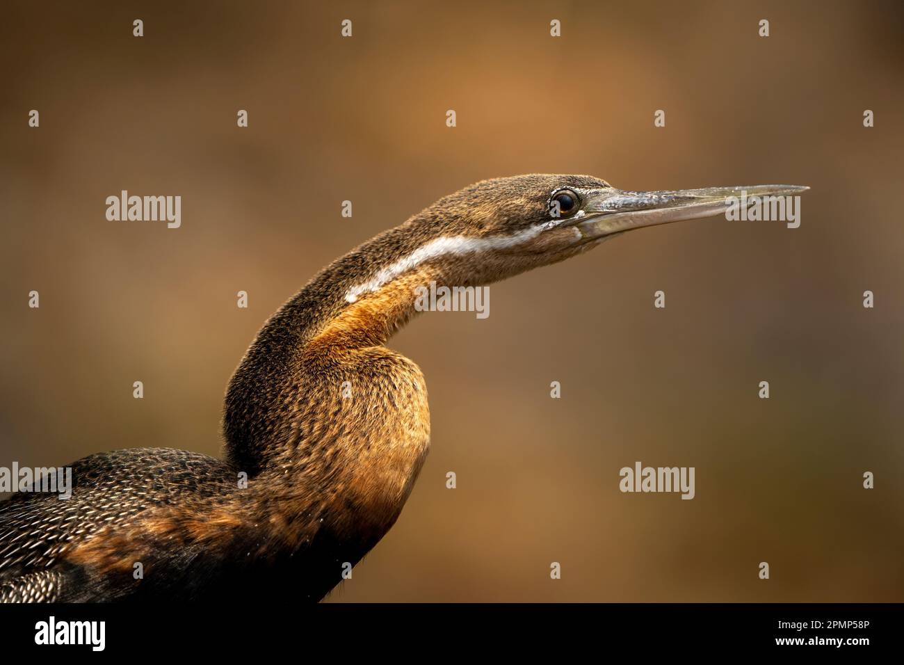 Close-up of African darter head and neck Stock Photo - Alamy