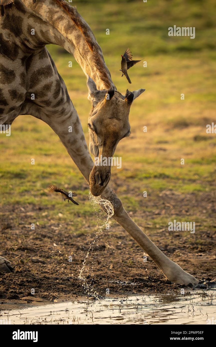 Close-up of female Southern giraffe (Giraffa giraffa angolensis) drinking water with birds flitting around its head in Chobe National Park Stock Photo