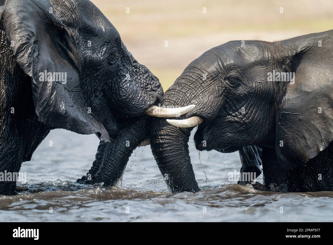 Two elephants stand wrestling in a river with their trunks and tusks